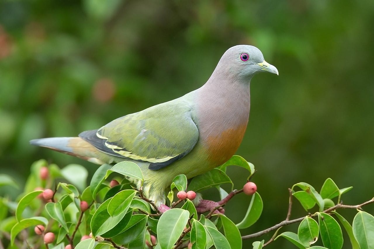 Pigeon Etiquette
