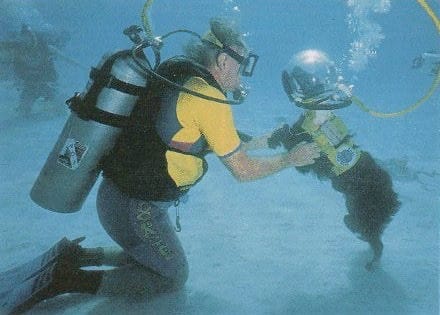 The Dog Diving Helmet