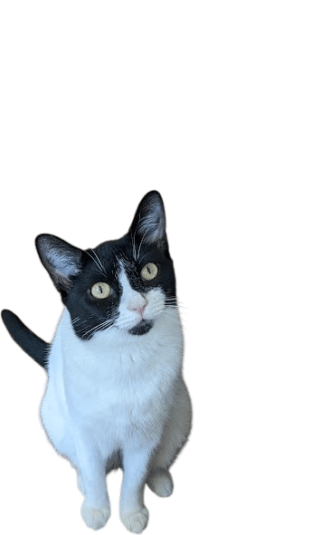 Flatbush Cats: Every cat deserves the good life.