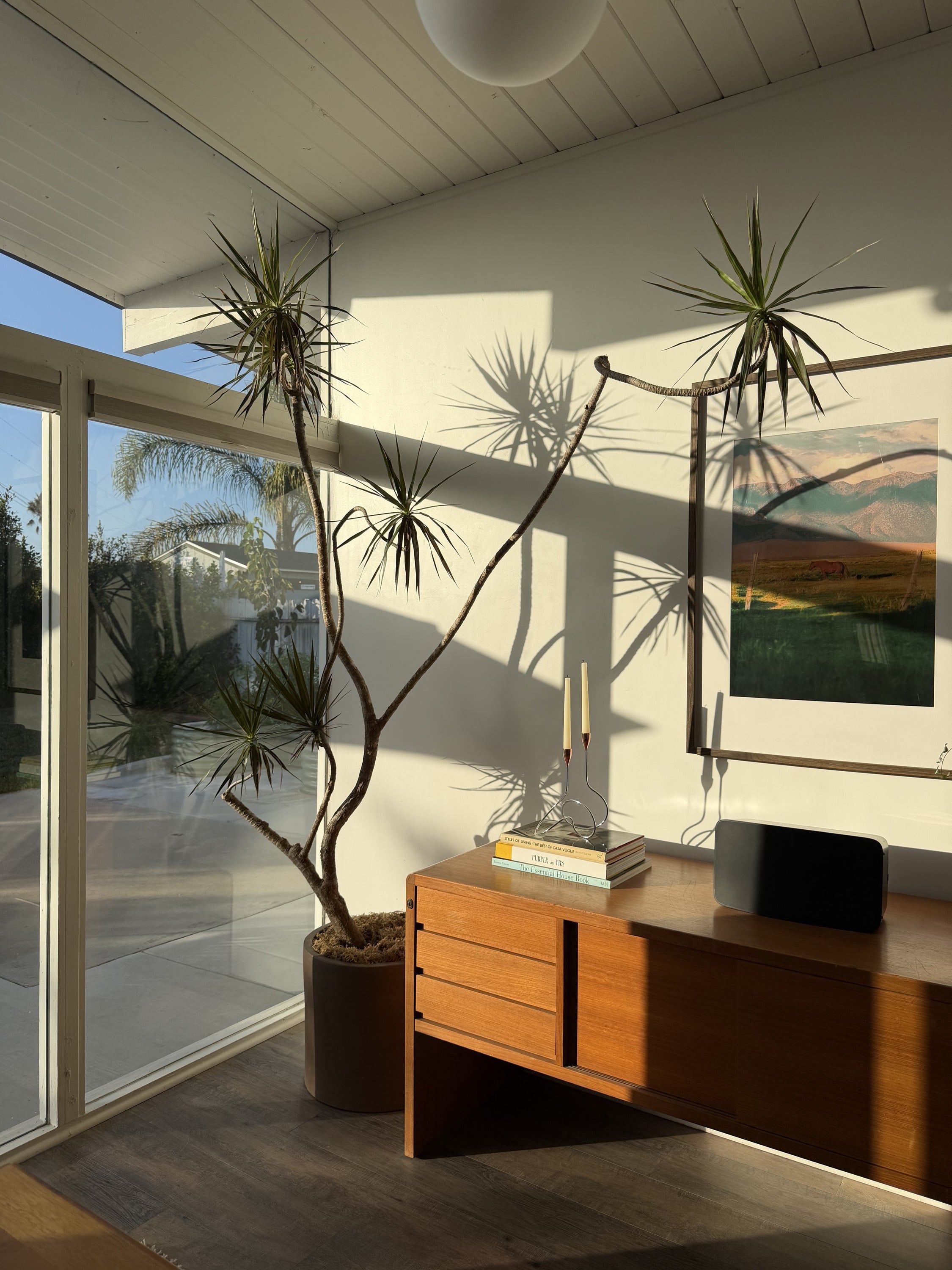 sculptural house plants