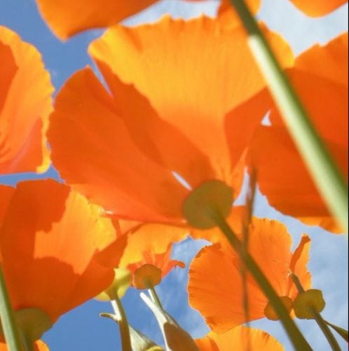 Theodore Payne Wildflower Hotline