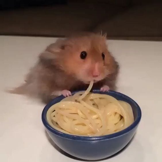 “ready spaghetti?”