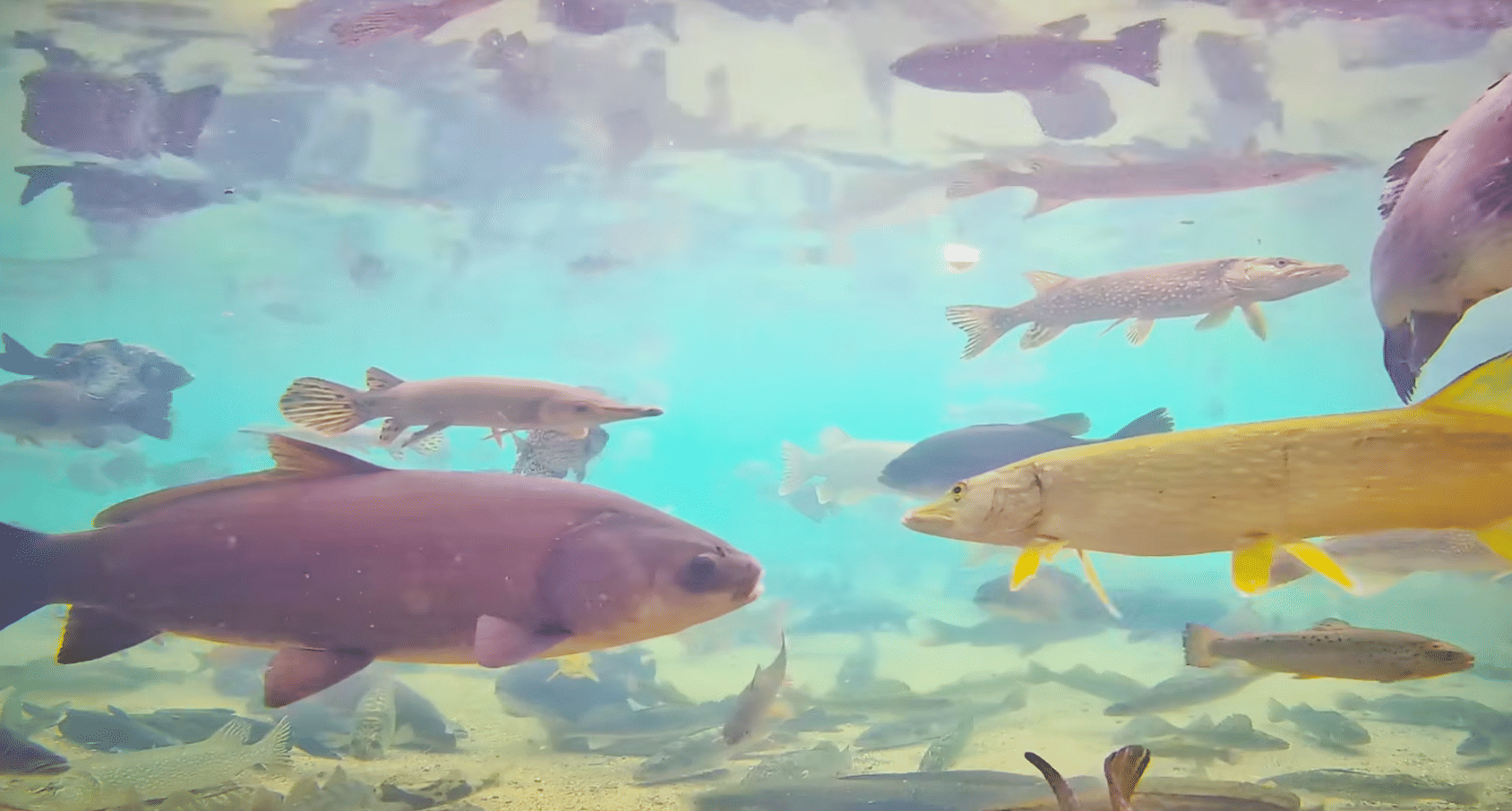 Minnesota State Fair FishCam