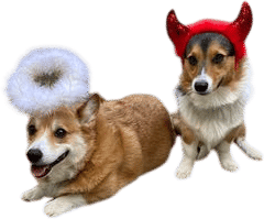 Corgis