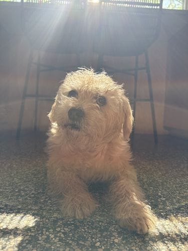 Daily pics of your pup from home