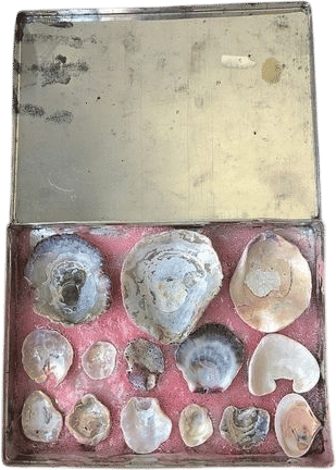 free found natural souvenirs