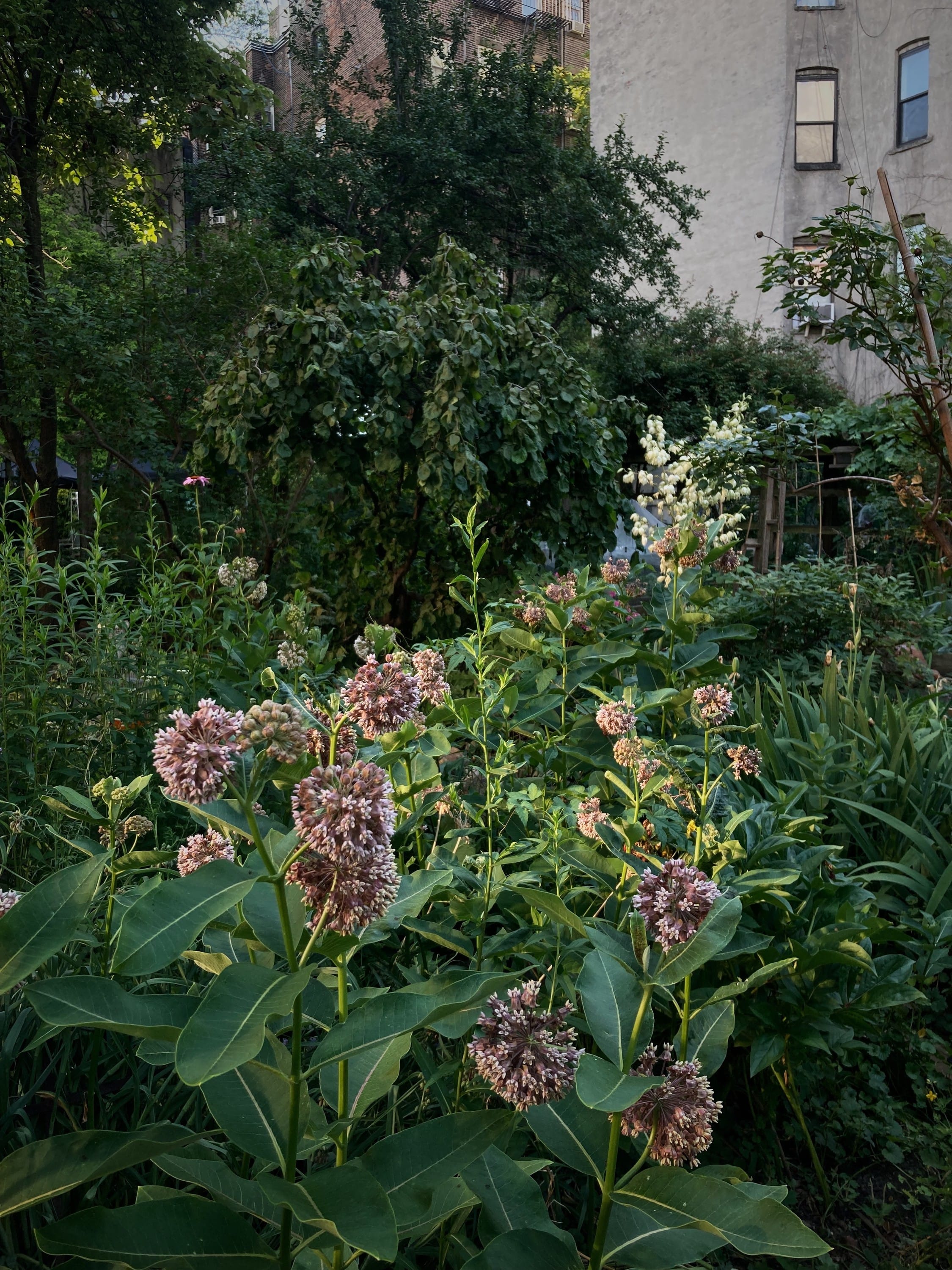 planting common milkweed