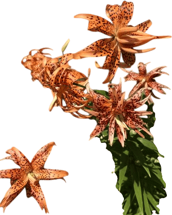 Taking pictures of the current flower in season