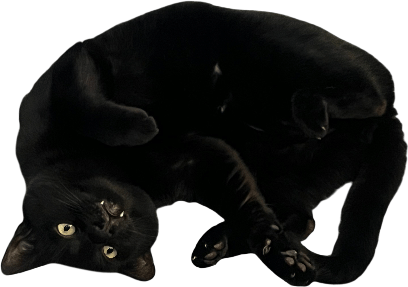 ASAP Cats