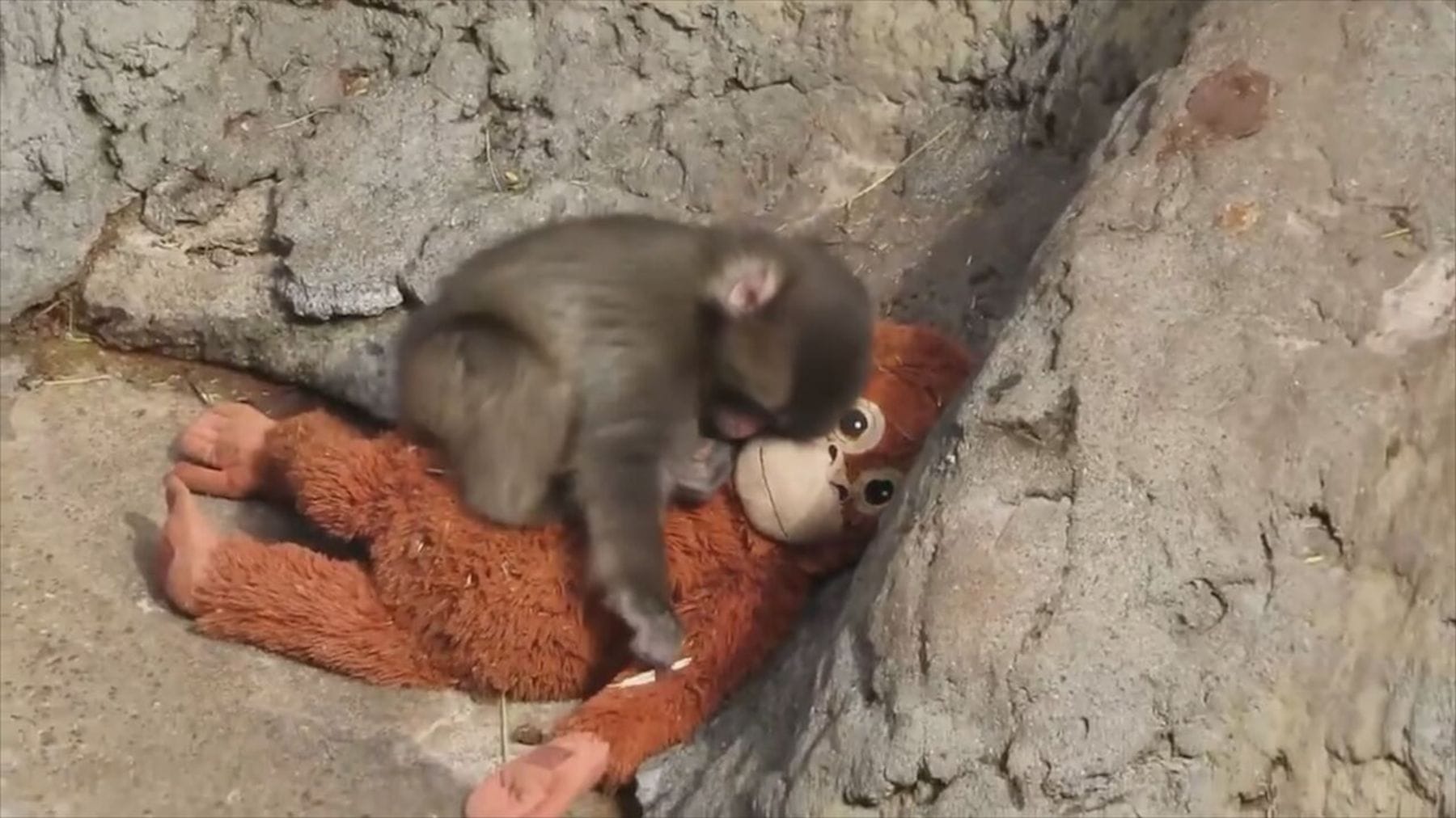 punch monkey