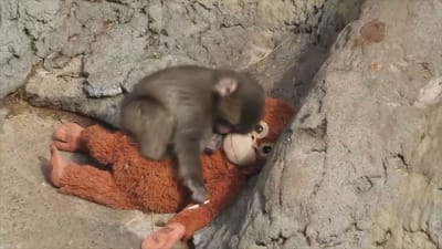 Punch Monkey