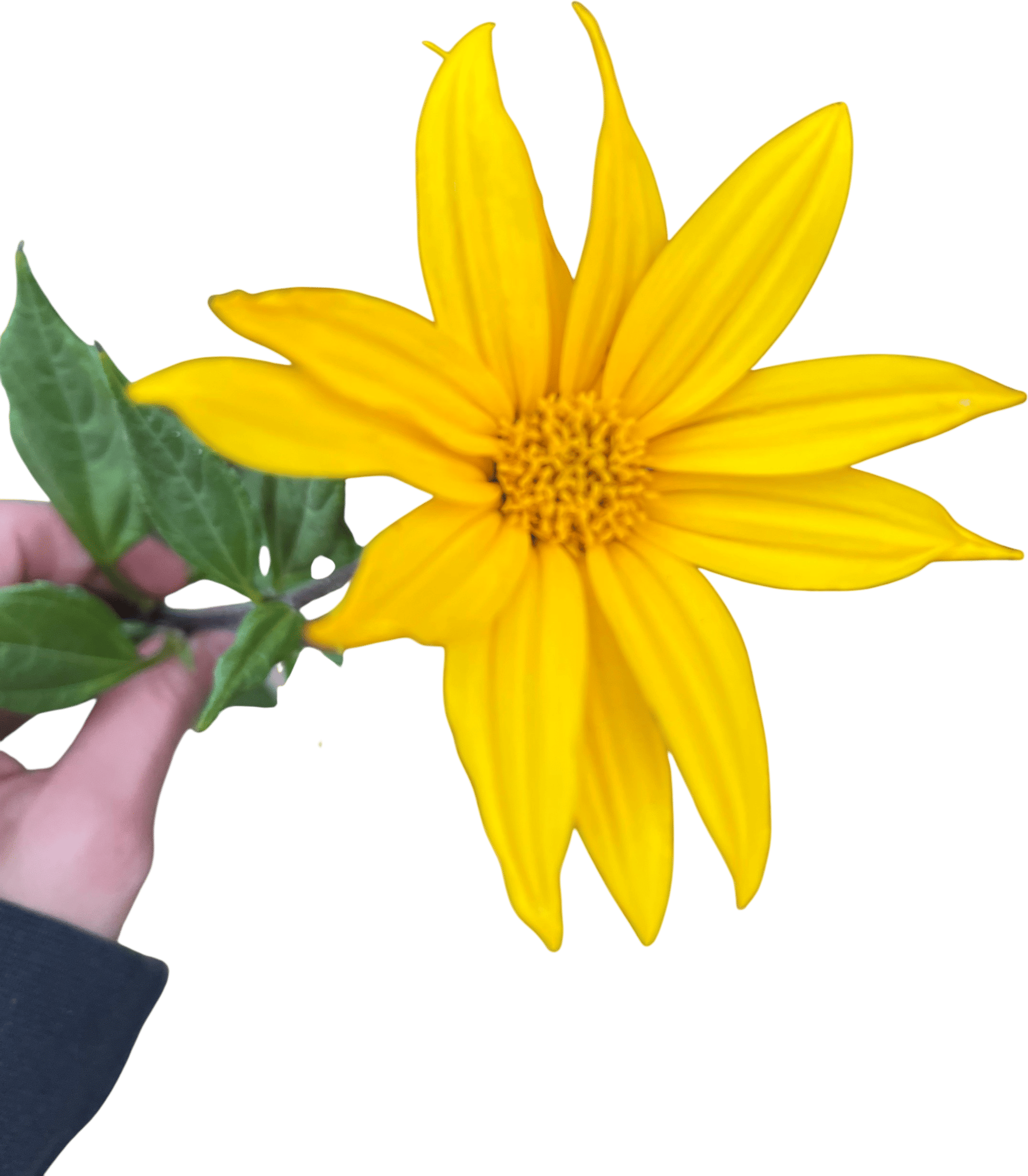 Plants from your neighbors