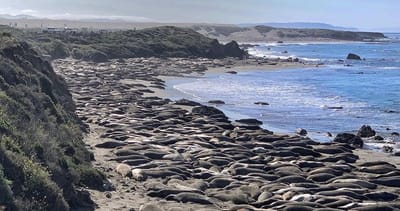 Piedras Blancas Elephant Seal Rookery