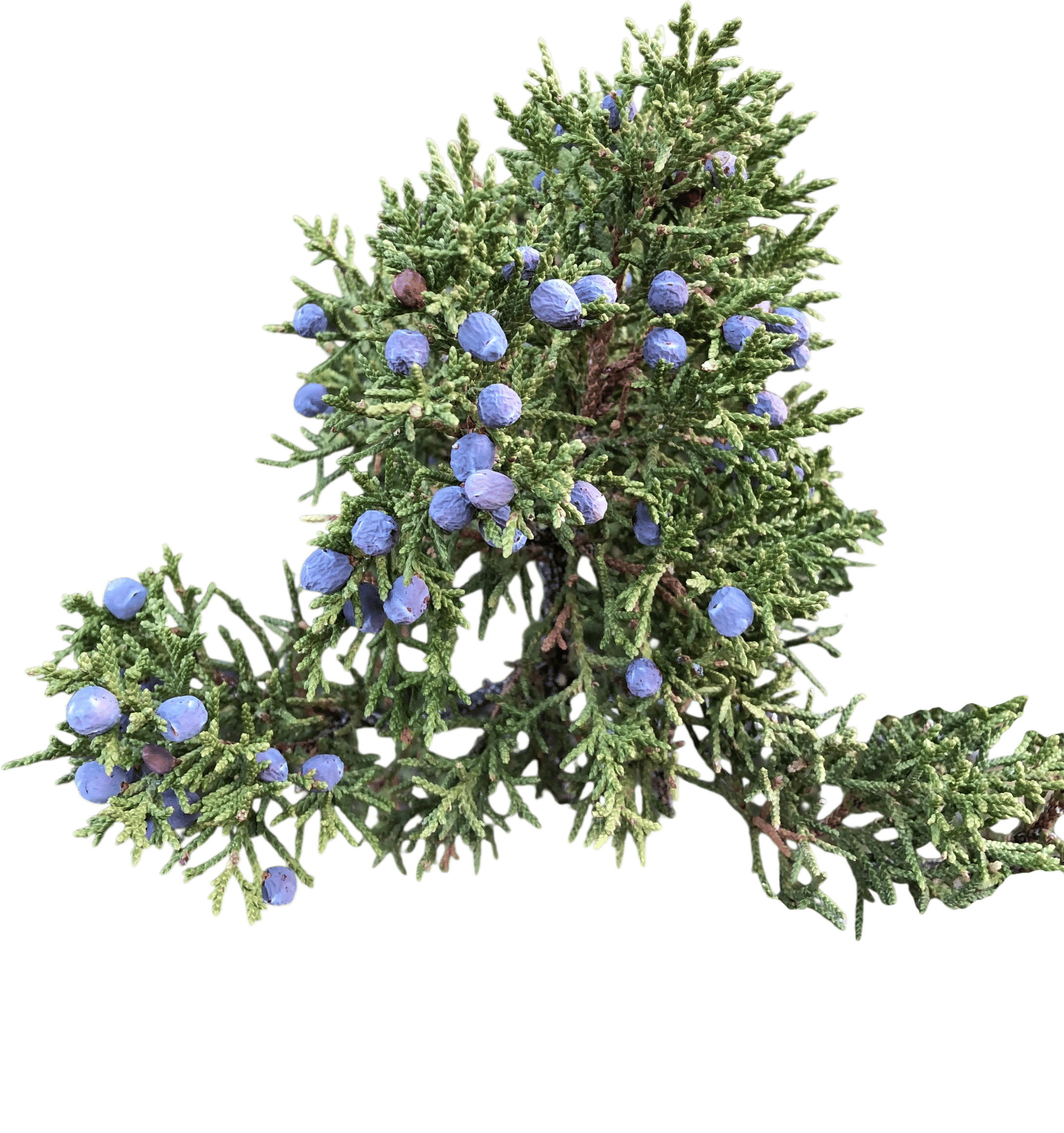 Crushing a juniper berry in your hand