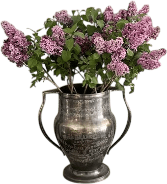 lilacs