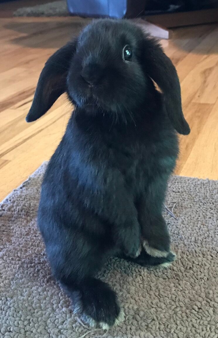 Holland Lop