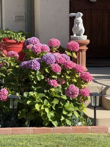 looking at flowers on a walk