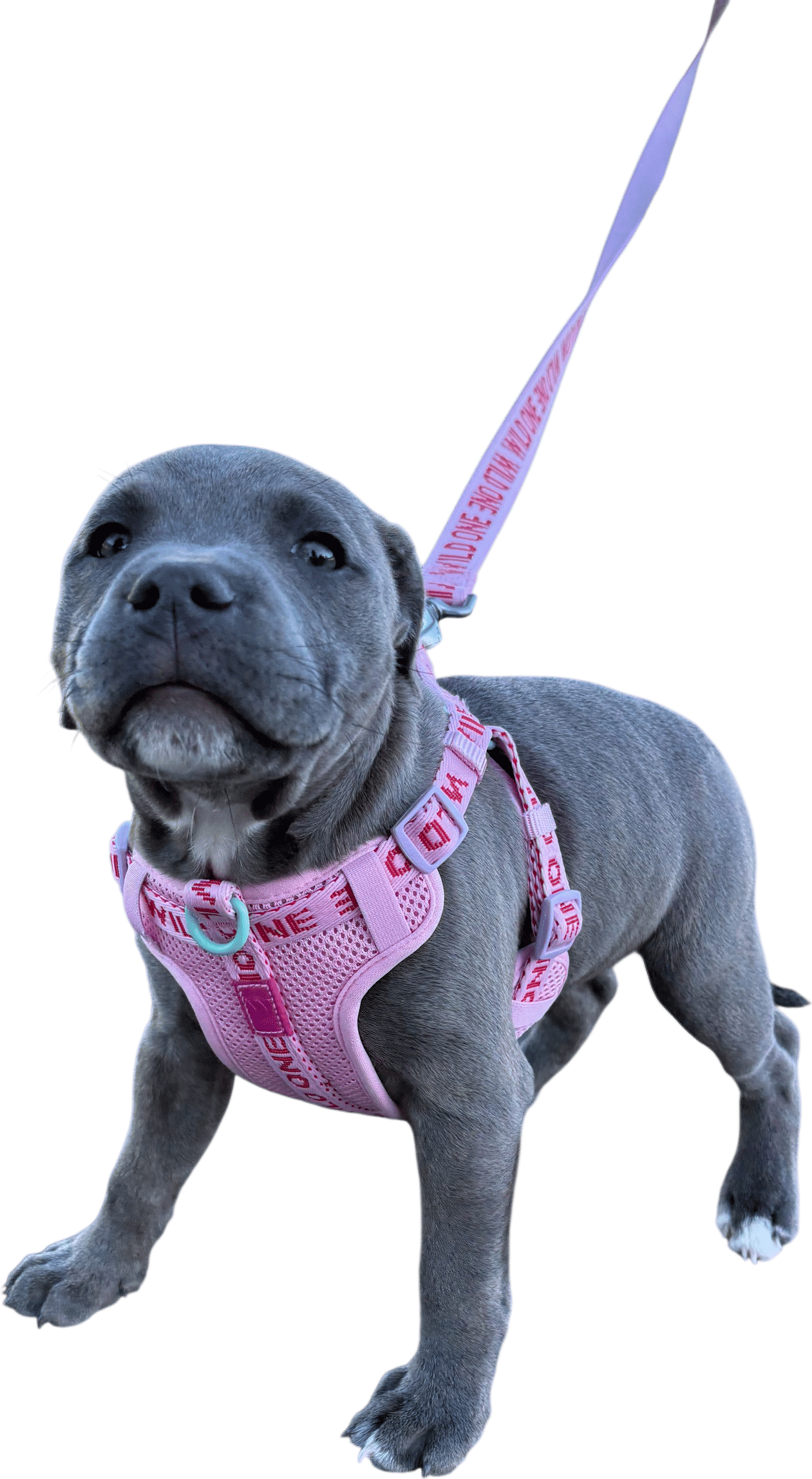 Harness & Leash Kit