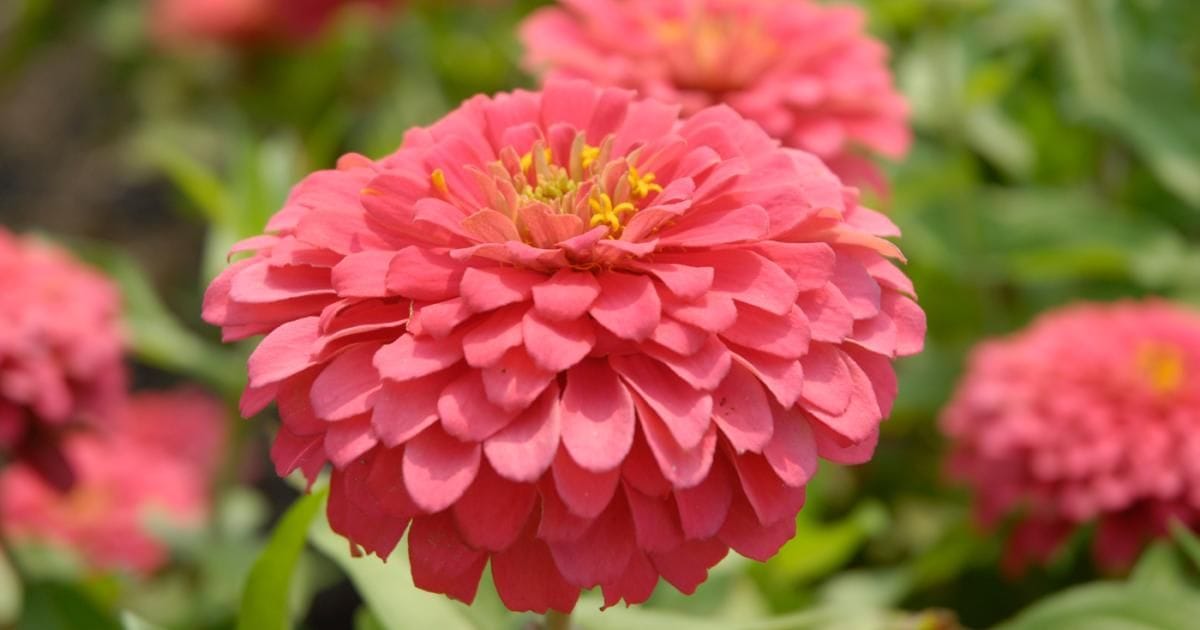 Zinnias
