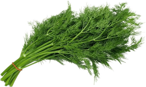 Fresh dill