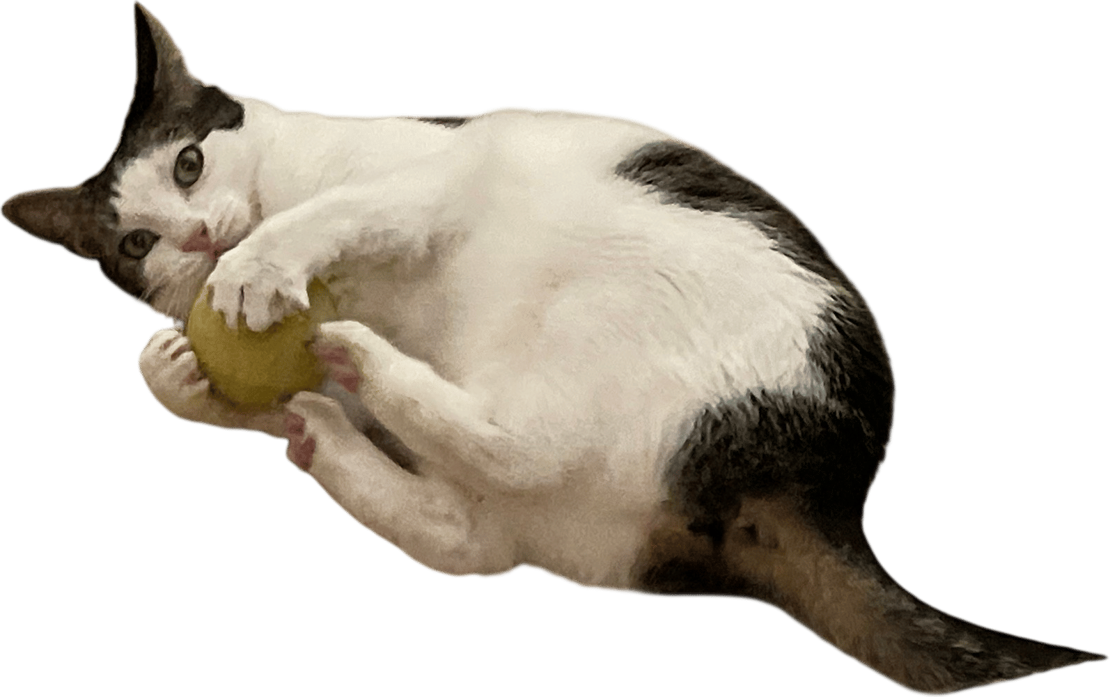 Tennis balls for cats