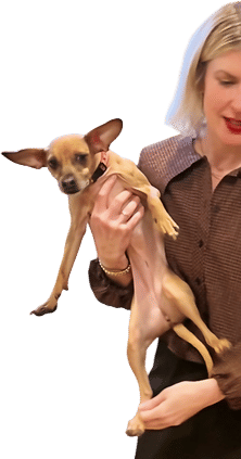 A chihuahua mix with the world’s stiltiest legs 👠