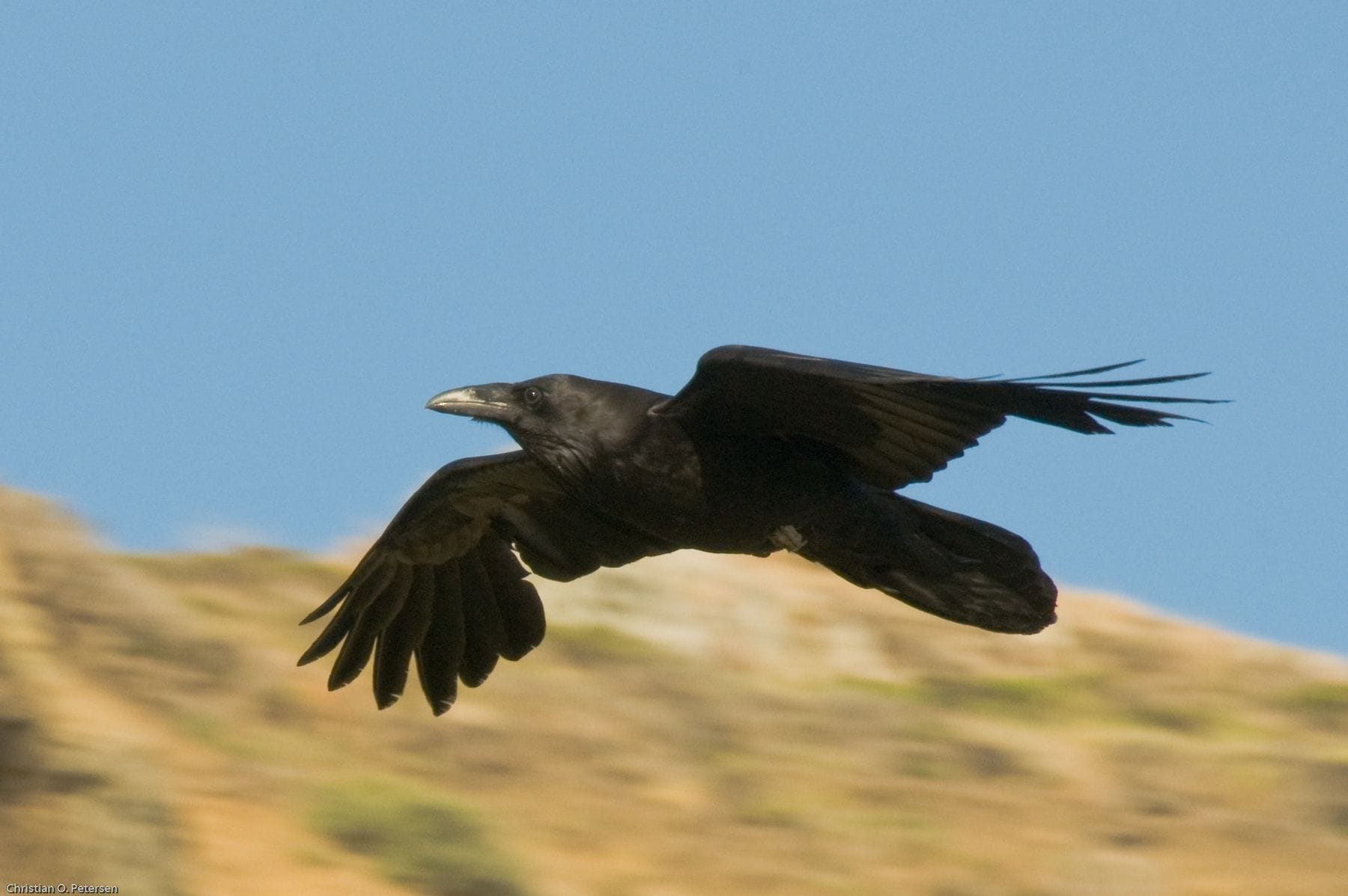 Common raven