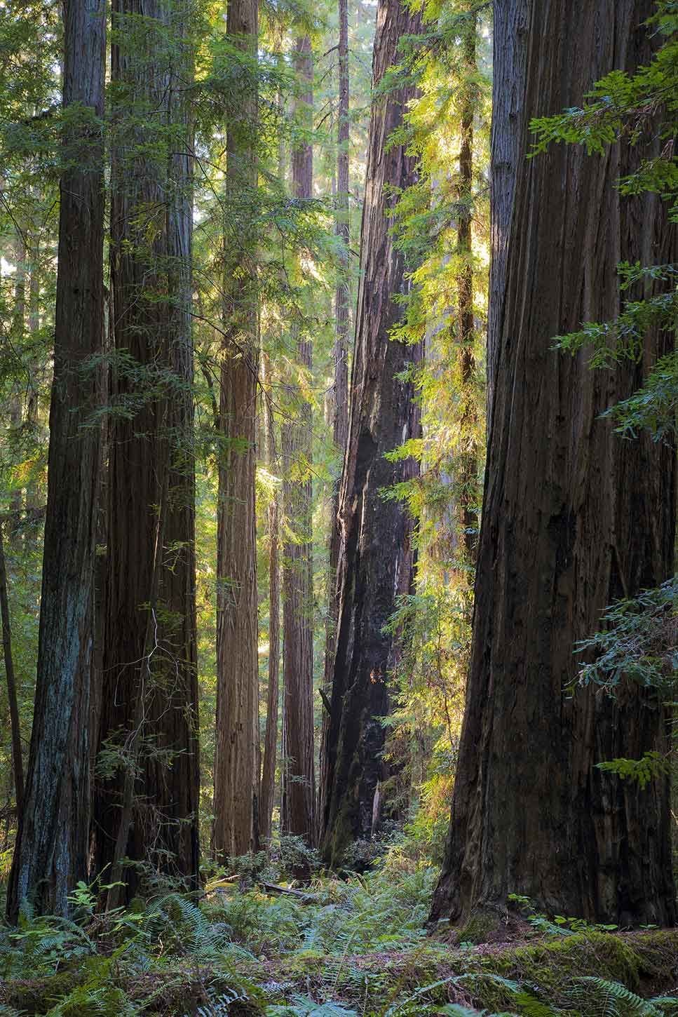 Hendy Woods State Park