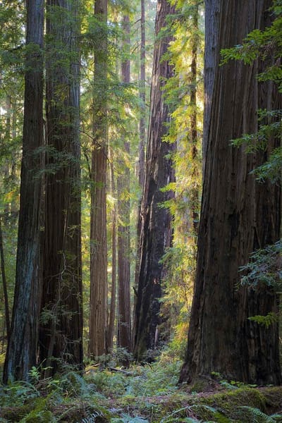 Hendy Woods State Park