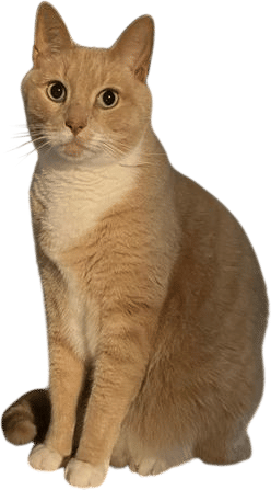 Kitty Perfumes