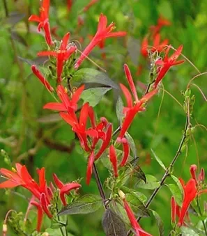 Flame Acanthus