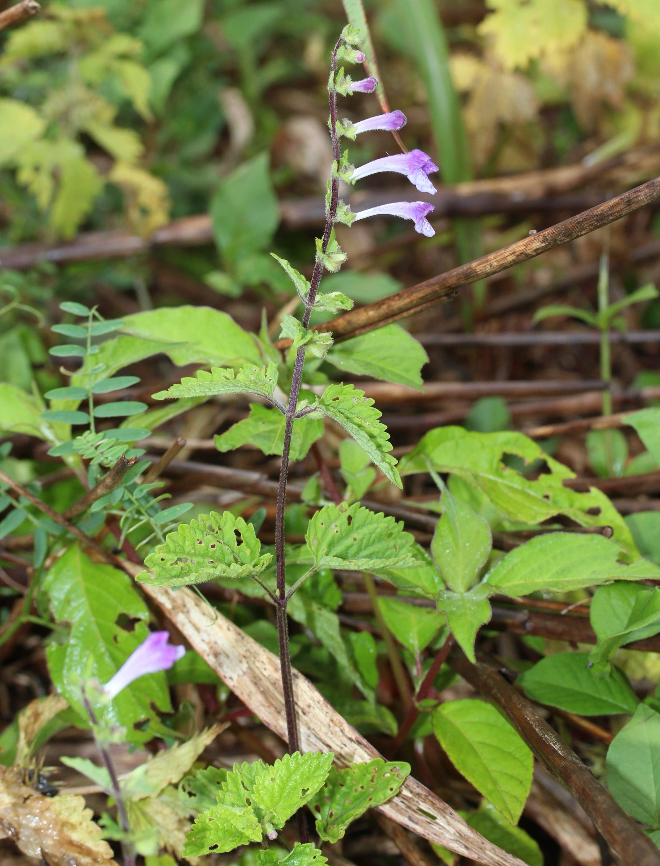 Skullcap tincture