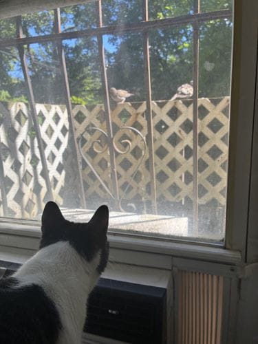 Watching your cat watch birds