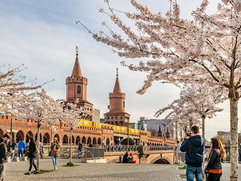 Berlin Cherry Blossoms