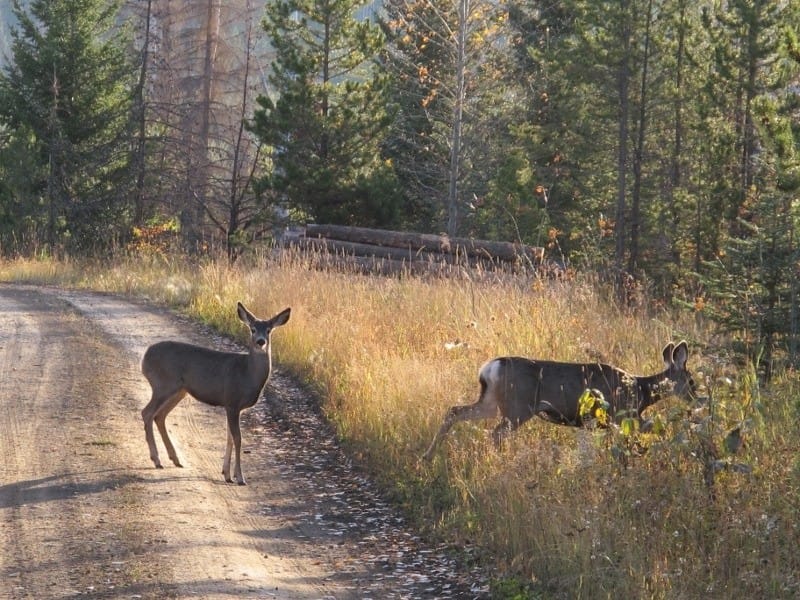 Going on a walk to look for deers