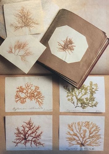 How to Press Seaweed with Sibella Court