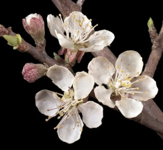 Boston: The Ware Collection of Blaschka glass flower models at the Harvard Peabody Museum