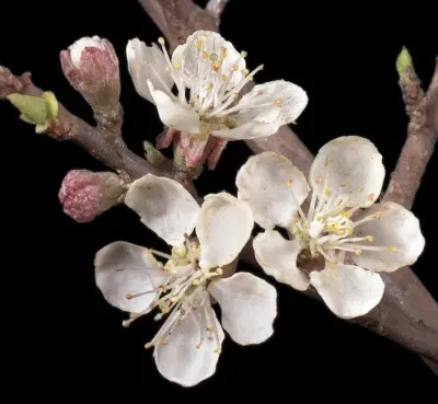 The Ware Collection of Blaschka Glass Models of Plants