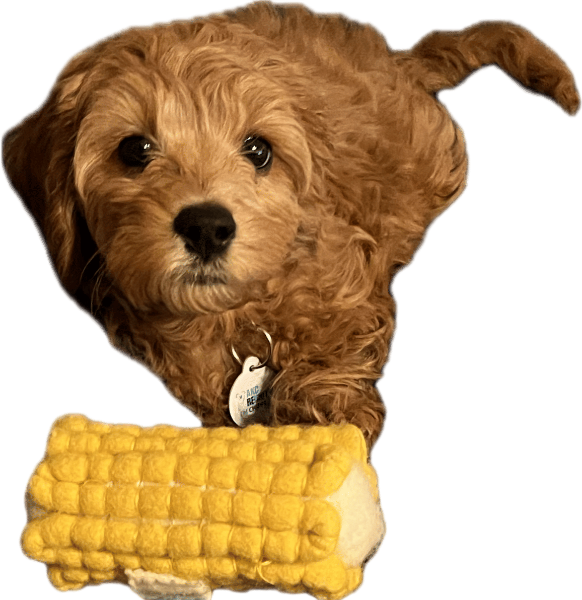 Baby Cleo (With Corn)