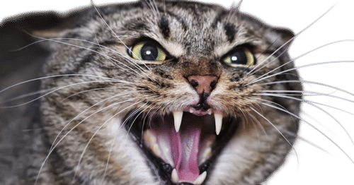 hissing