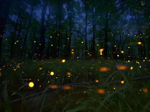 catching fireflies