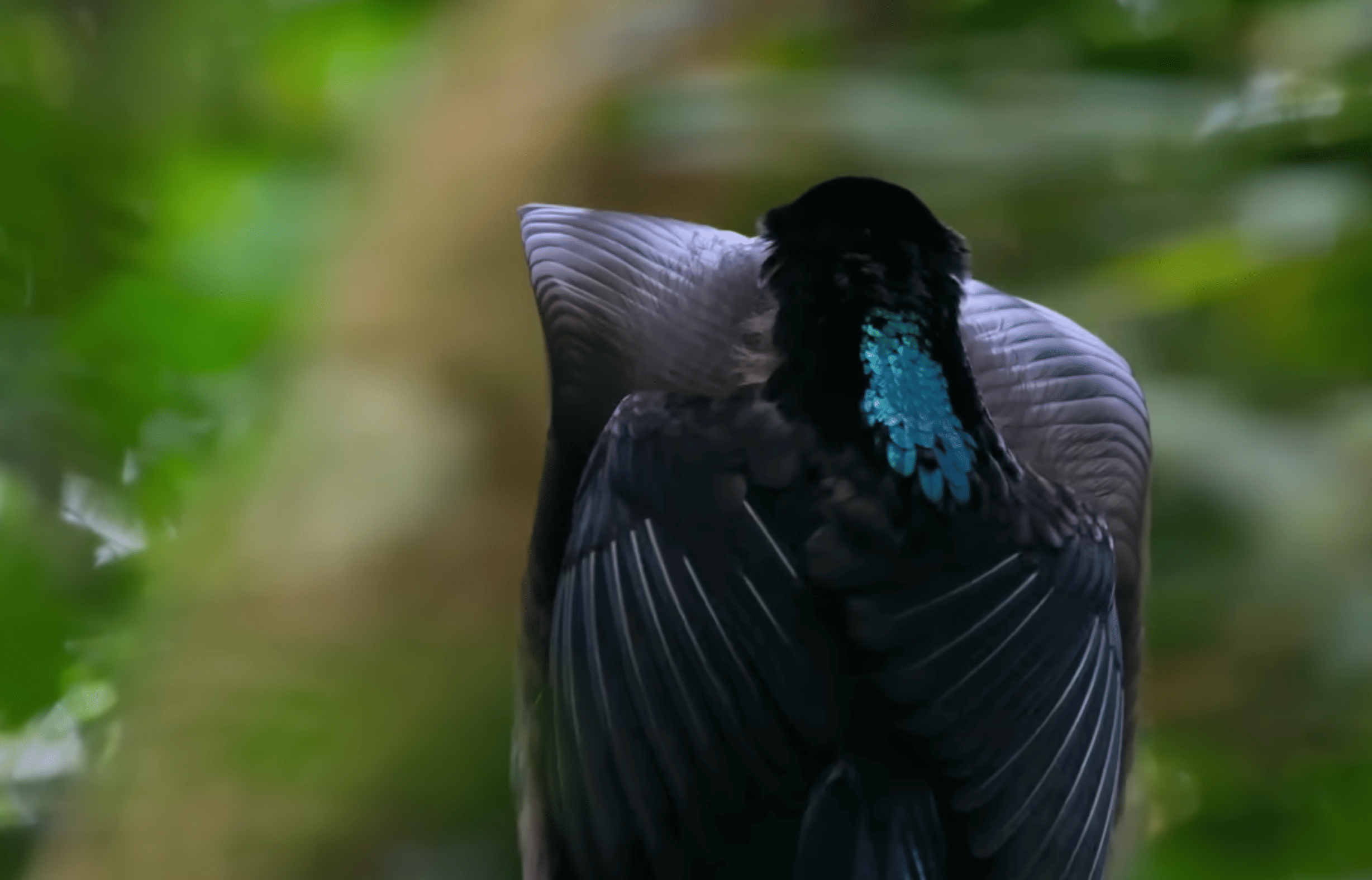 Birds Of Paradise