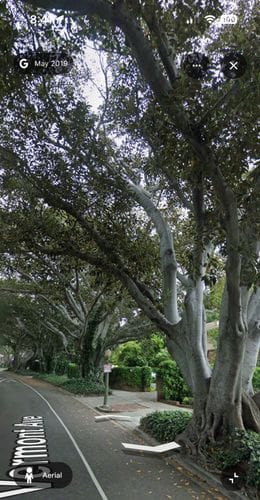 Moreton Bay Fig Trees at the Greek Theatre
