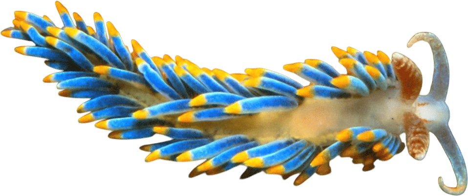 Nudibranch