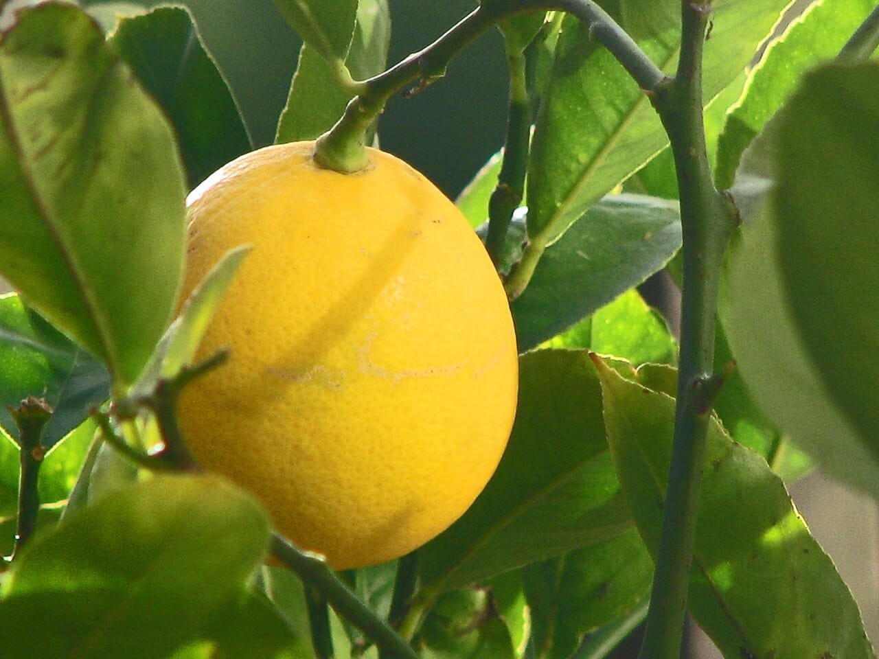 Meyer lemons!