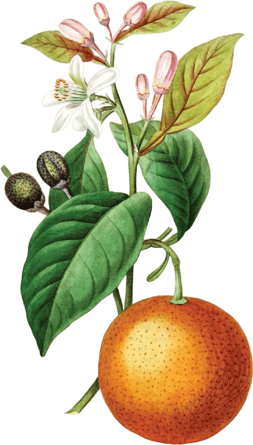 The Edible Schoolyard