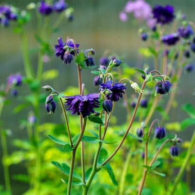 Blue Barlow Columbine