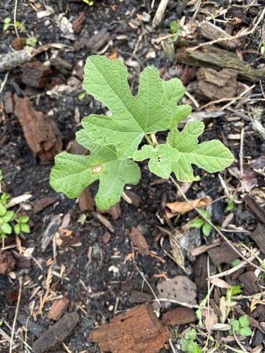 Plant a tiny fig tree for only $11