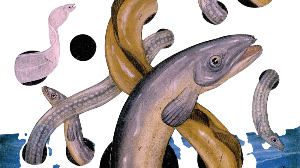 Where Do Eels Come From?