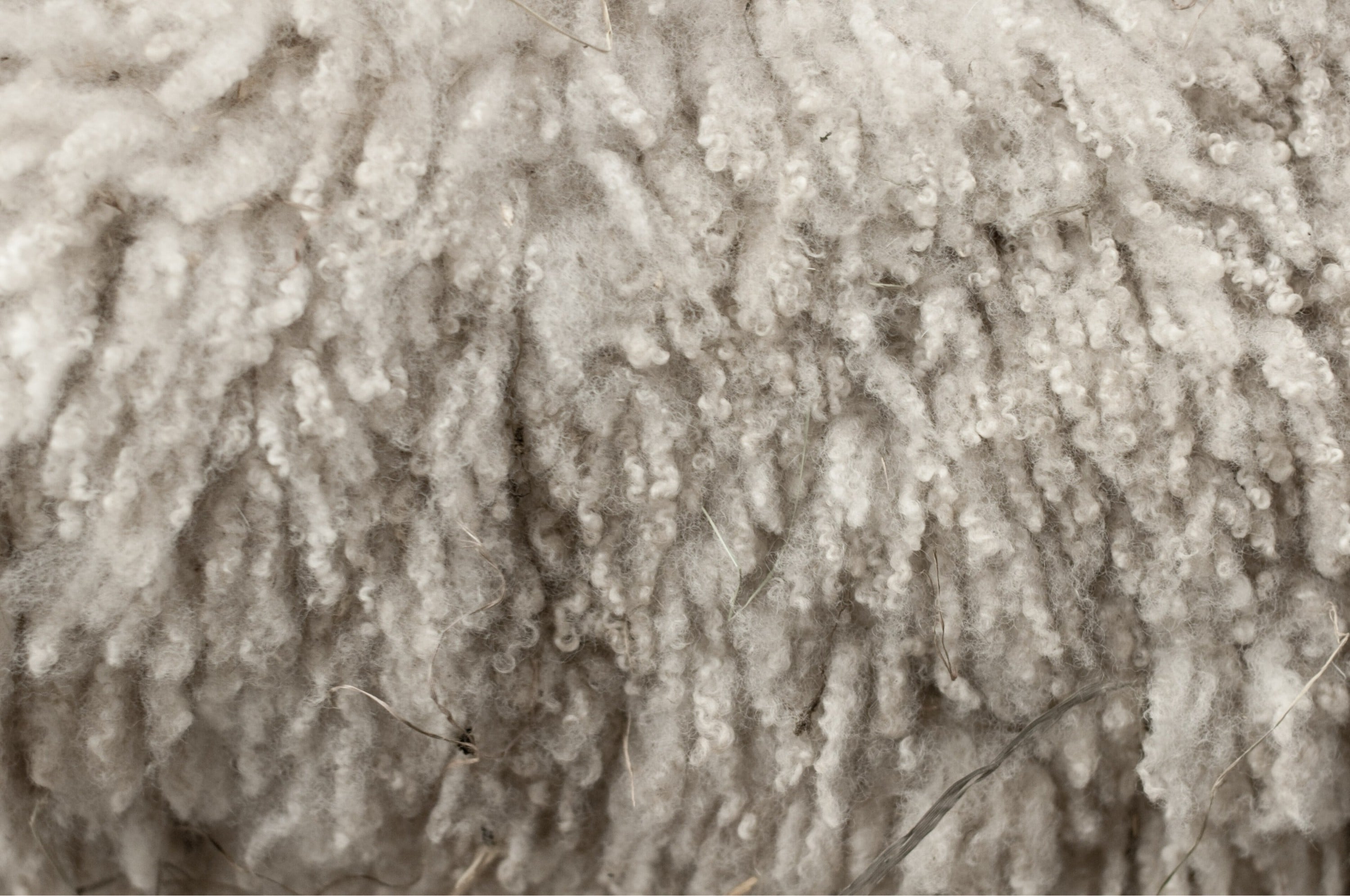 Wool!